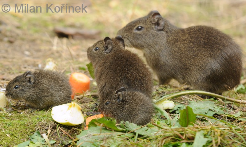 morče divoké s mláďaty